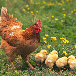 Breeder Chicken Cage