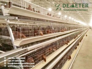 20,000pcs Layer Chicken Cage Project In Nairobi Kenya​