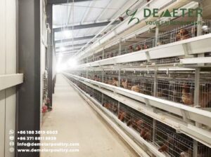 50,000pcs layer bird project in Melbourne Australia 3