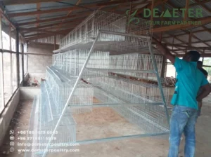 5,000PCS Layer Chicken Cage Project In Tamale Ghana 3