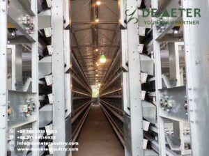 60,000pcs layer chicken cage project in Henan China 1