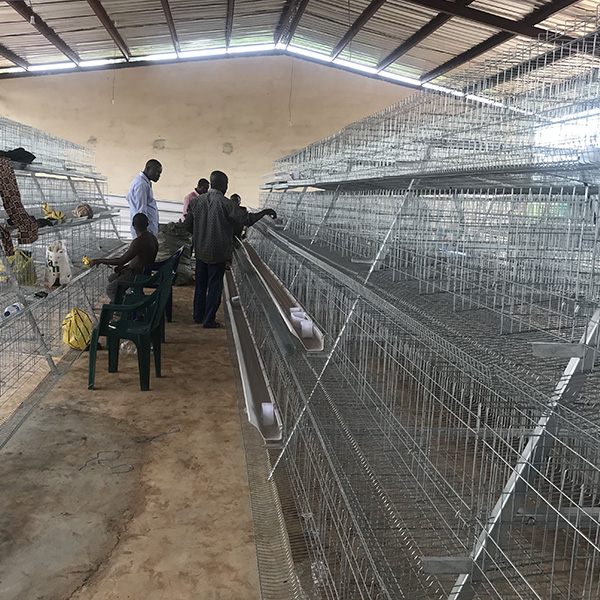 A-TYPE LAYER CHICKEN CAGE EGG COLLECTION SYSTEM