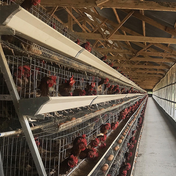 A-TYPE LAYER CHICKEN CAGE EGG COLLECTION SYSTEM