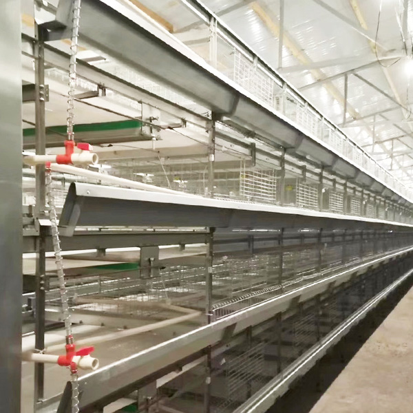 H-TYPE AUTO BROILER CHICKEN CAGE