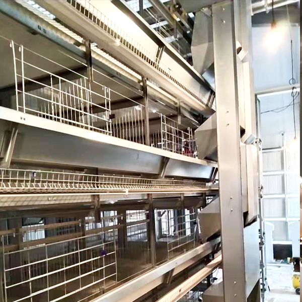 H-TYPE LAYER CHICKEN CAGE EGG COLLECTION SYSTEM