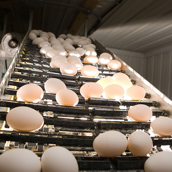 H-TYPE LAYER CHICKEN CAGE EGG COLLECTION SYSTEM