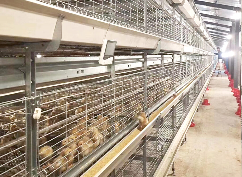 broiler chicken cage 1