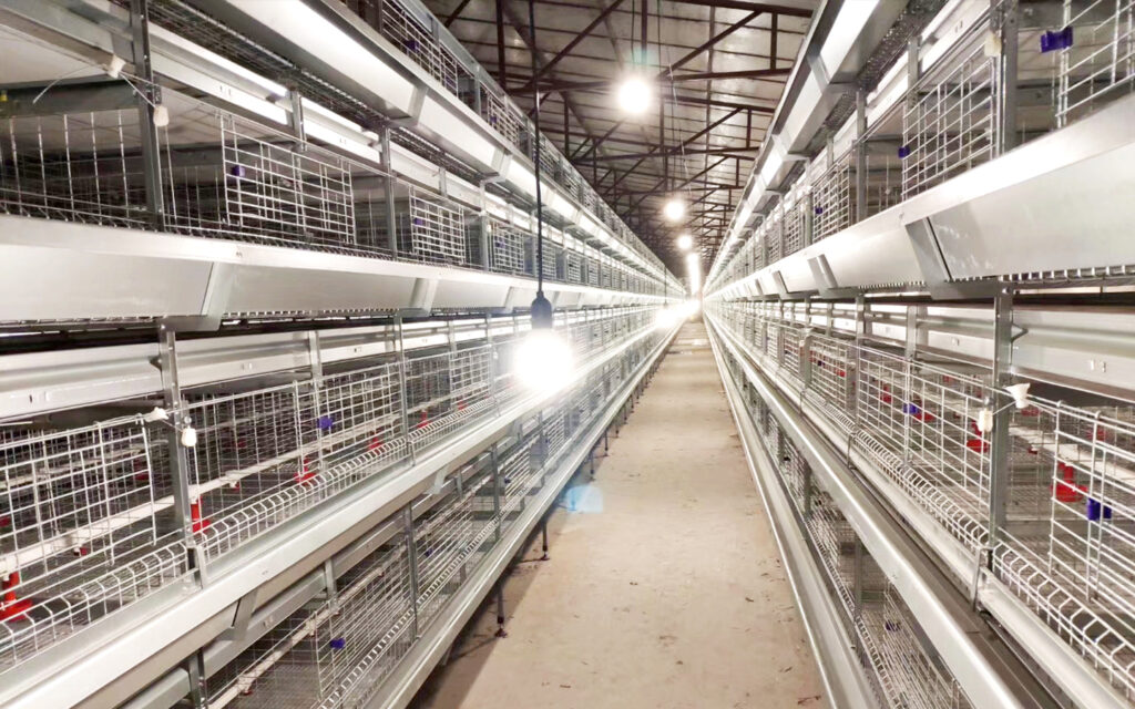 broiler chicken cage 2
