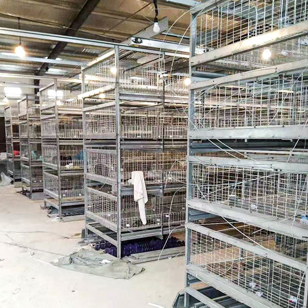 broiler chicken cage manual