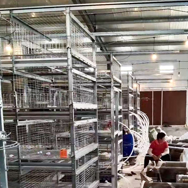 broiler chicken cage manual