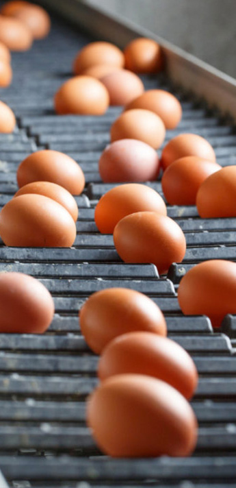 egg collection system