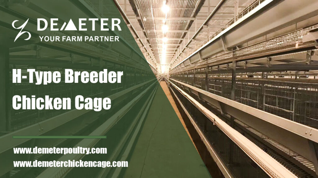 h type breeder chicken cage