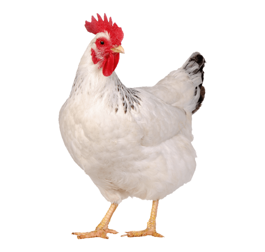 broiler chicken cage solution