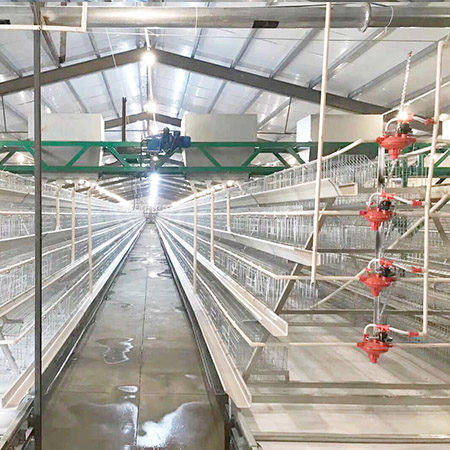 a type breeder chicken cage 1