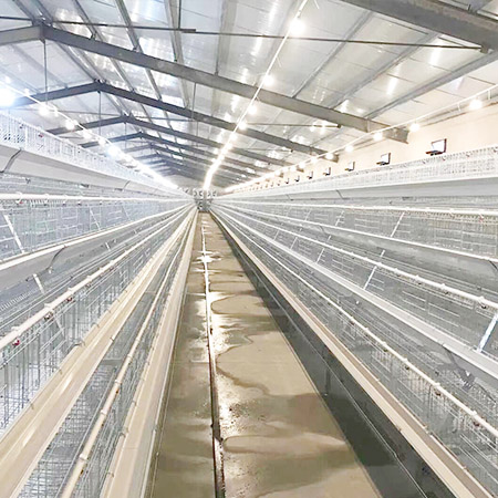 a type breeder chicken cage 1