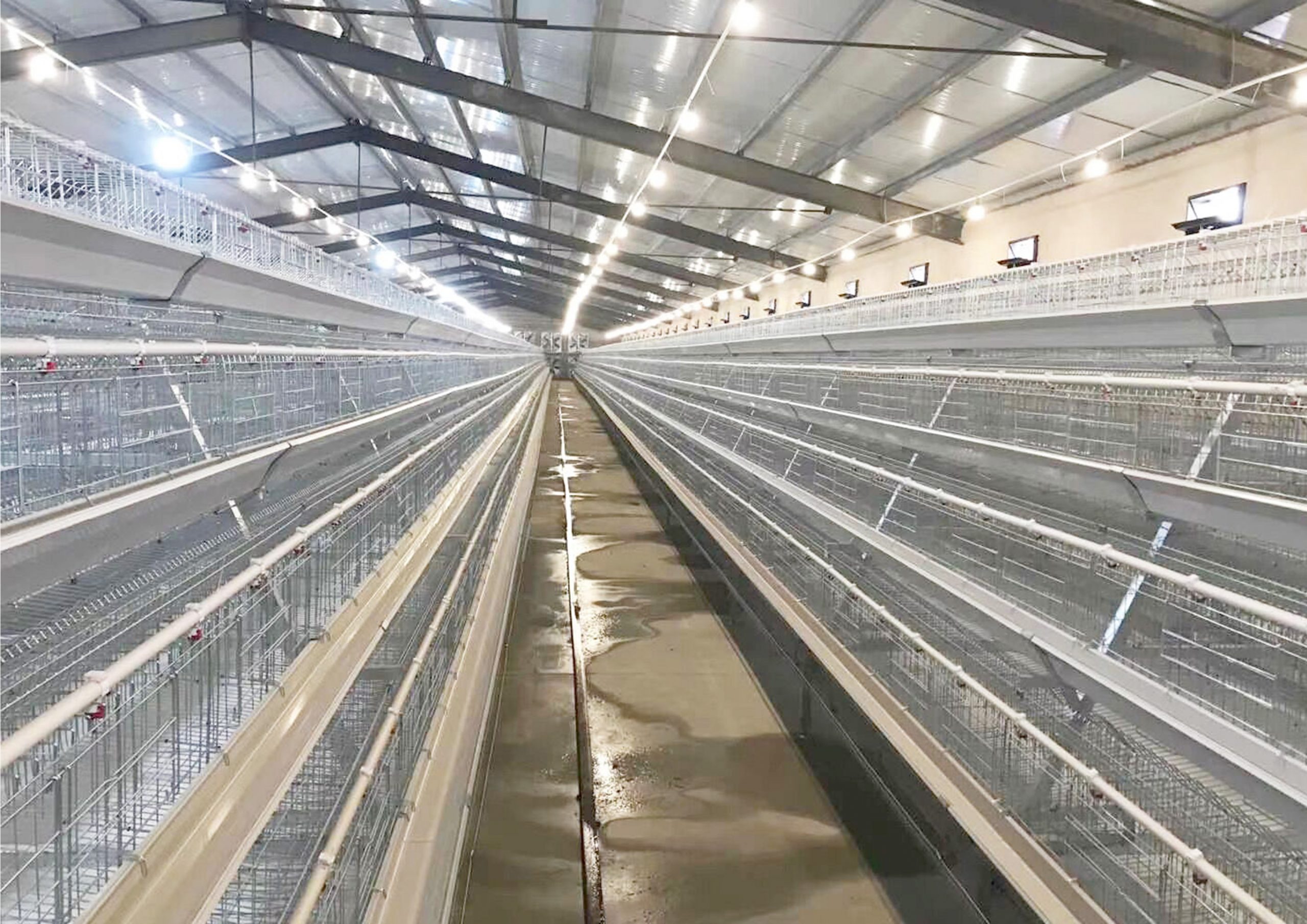 breeder chicken cage 10