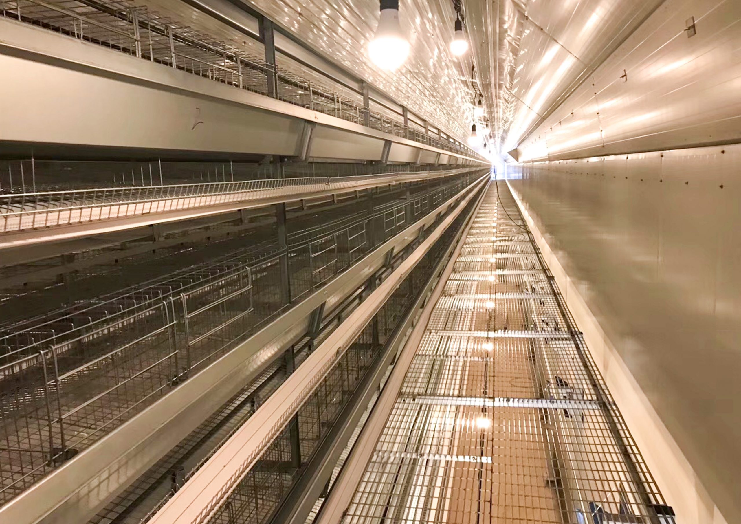 chicken cage, layer chicken cage, demeter africa chicken cage supplier, battery cage system, layer cage for sale in Africa