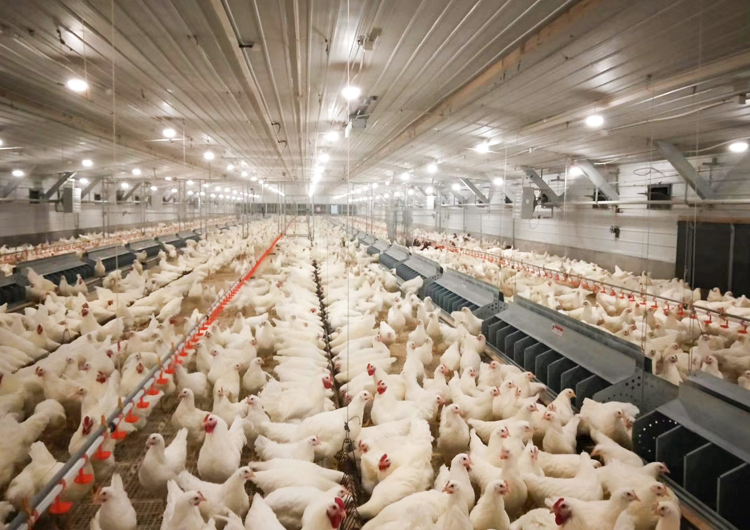 pan feeding breeder system, demeter machinery chicken cage