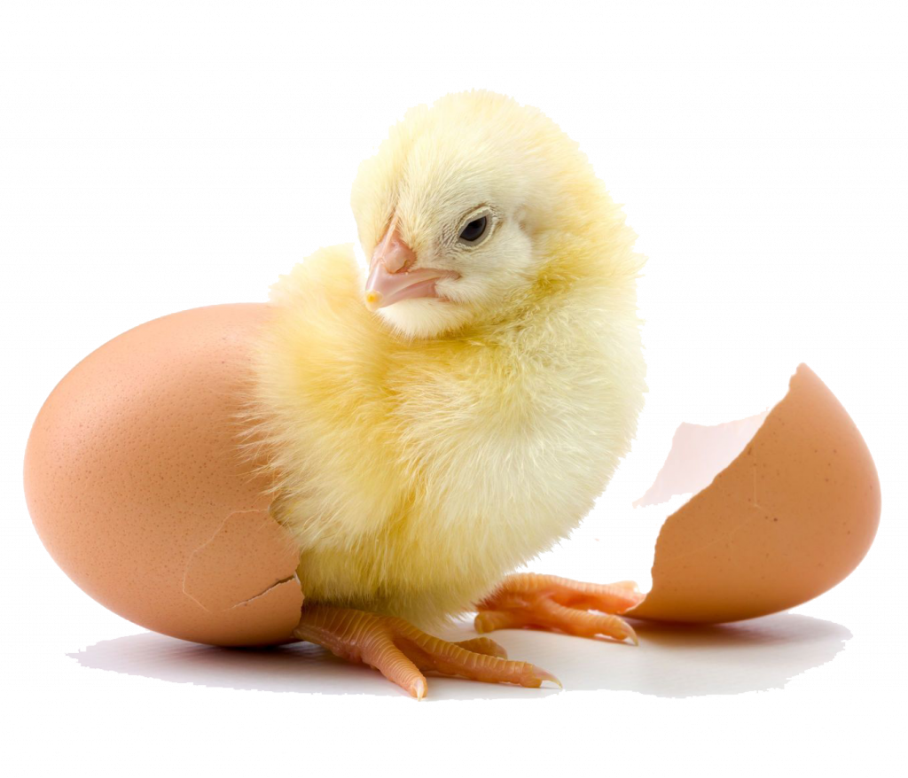 pullet chicken cage solution