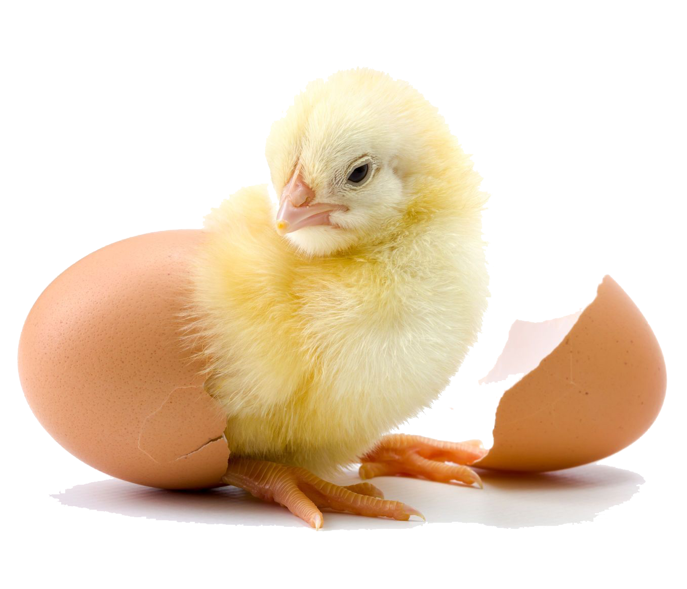 pullet chicken cage solution