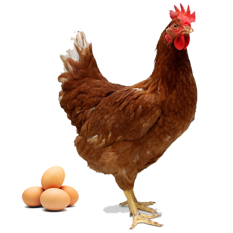 layer chicken cage 1