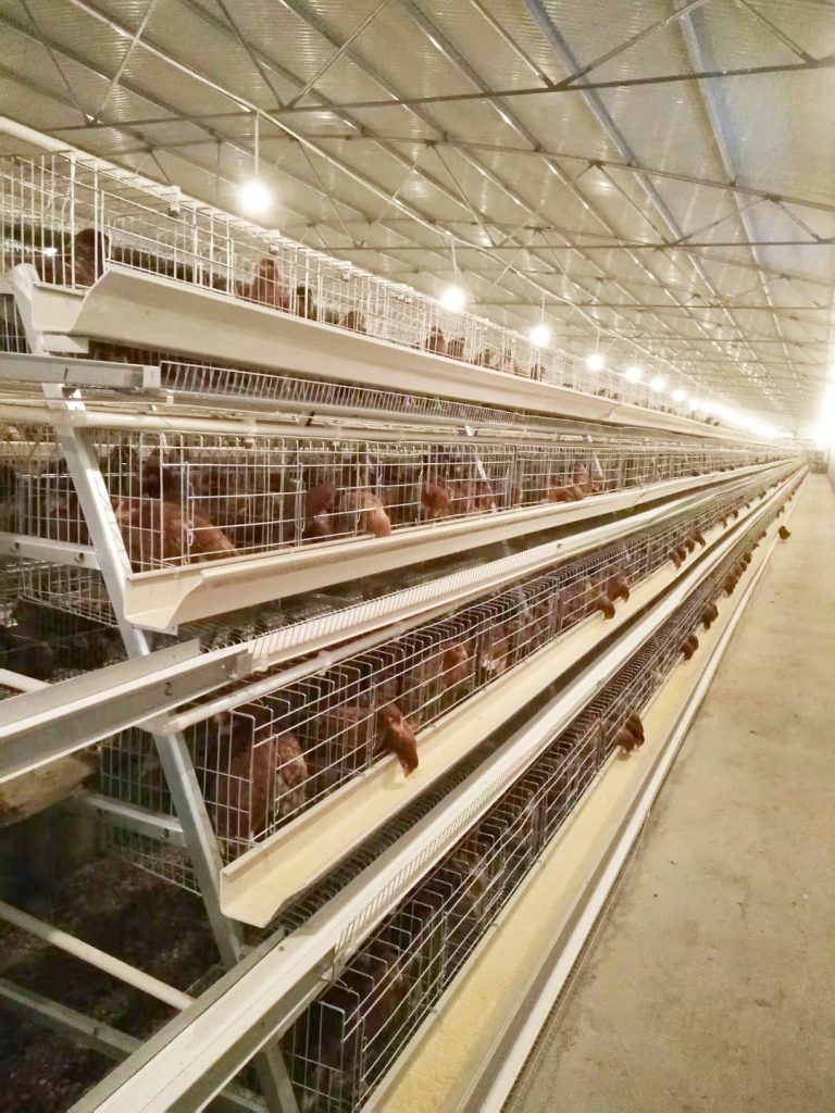 layer chicken cage
