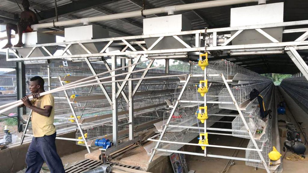 layer chicken cage, a type chicken cage, battery cage 1