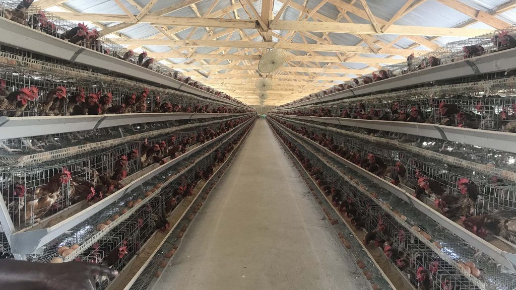 layer chicken cage, a type chicken cage, battery cage 1