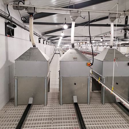 pan feeding breeder chicken solution 2