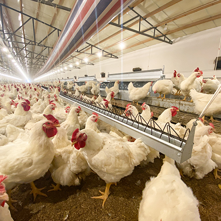 pan feeding breeder chicken solution 2