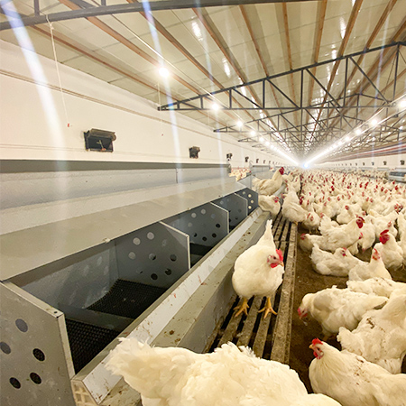 pan feeding breeder chicken solution 2