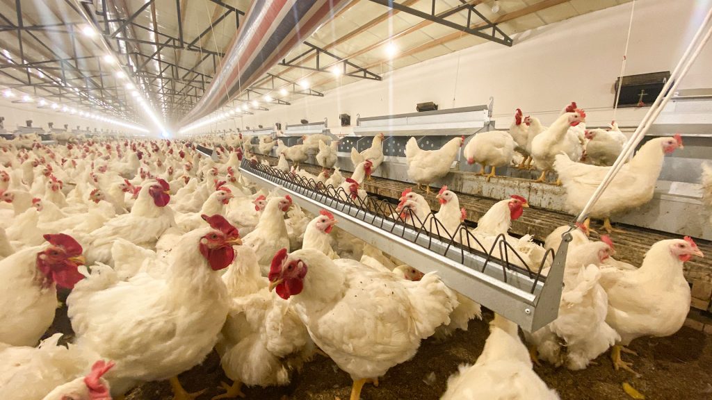 pan feeding breeder system, henan demeter machinery co., ltd chicken cage 2