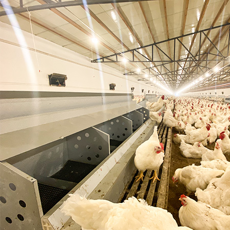 pan feeding system for breeder chicken cage solution, demeter machinery 2