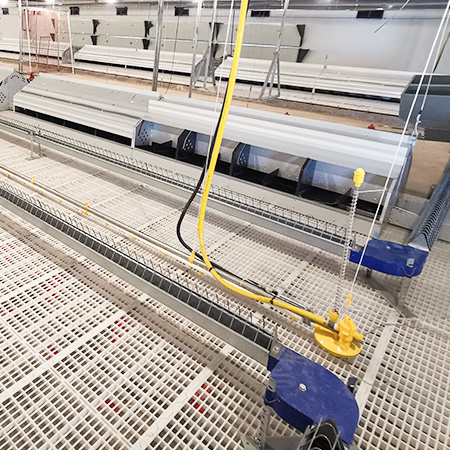 pan feeding system for breeder chicken cage solution, demeter machinery 3