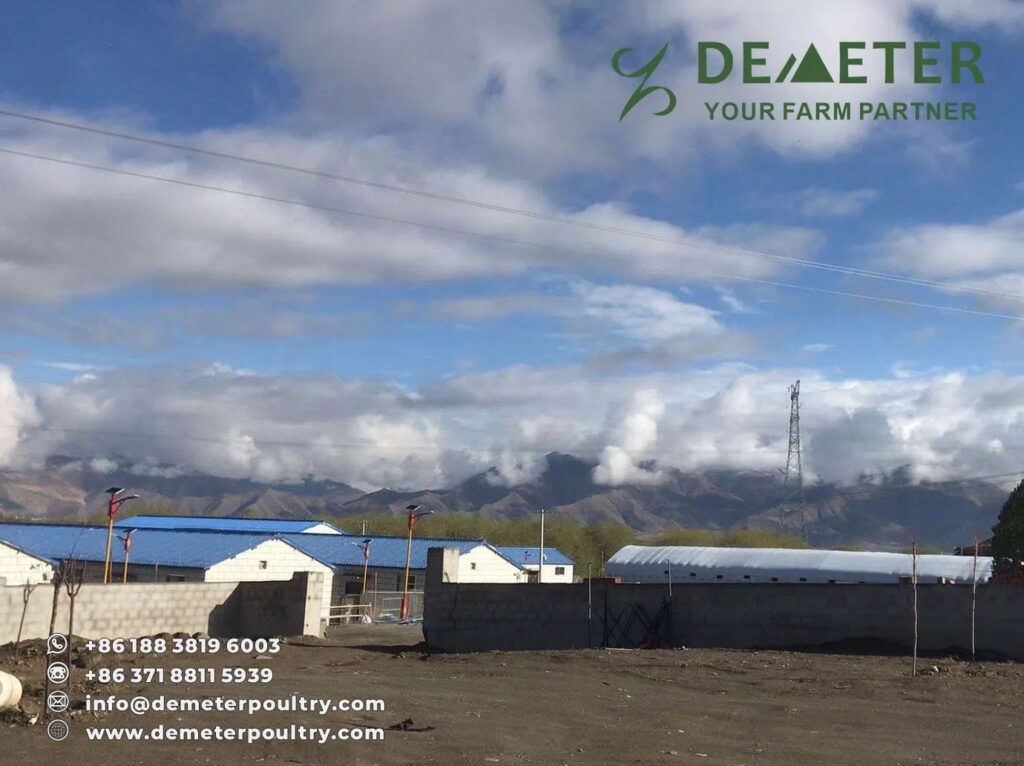 18,000PCS Layer Chicken Cage Project In Tibet China