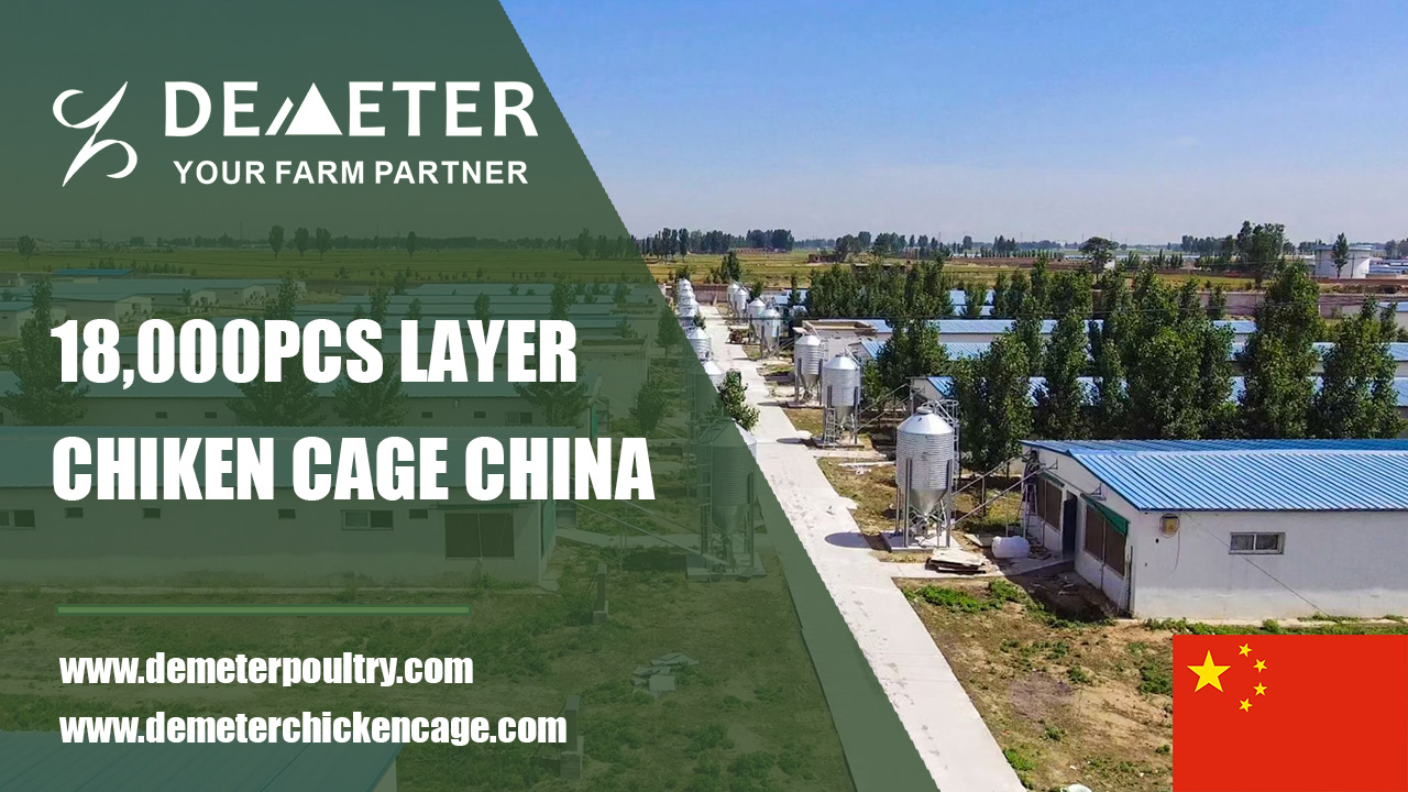 18,000PCS Layer Chicken Cage Project In Tibet China