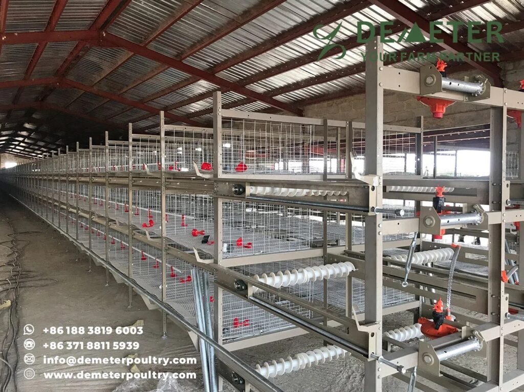 20,000PCS Layer Chicken Cage Project In Abuja Nigeria