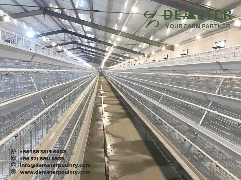 25,000pcs layer bird project in Tashkent Uzbekistan