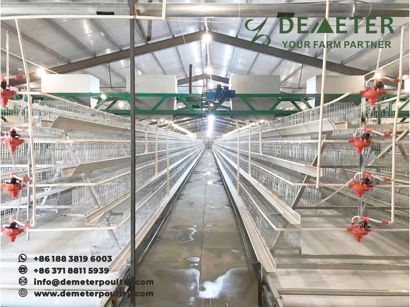 25,000pcs layer bird project in Tashkent Uzbekistan