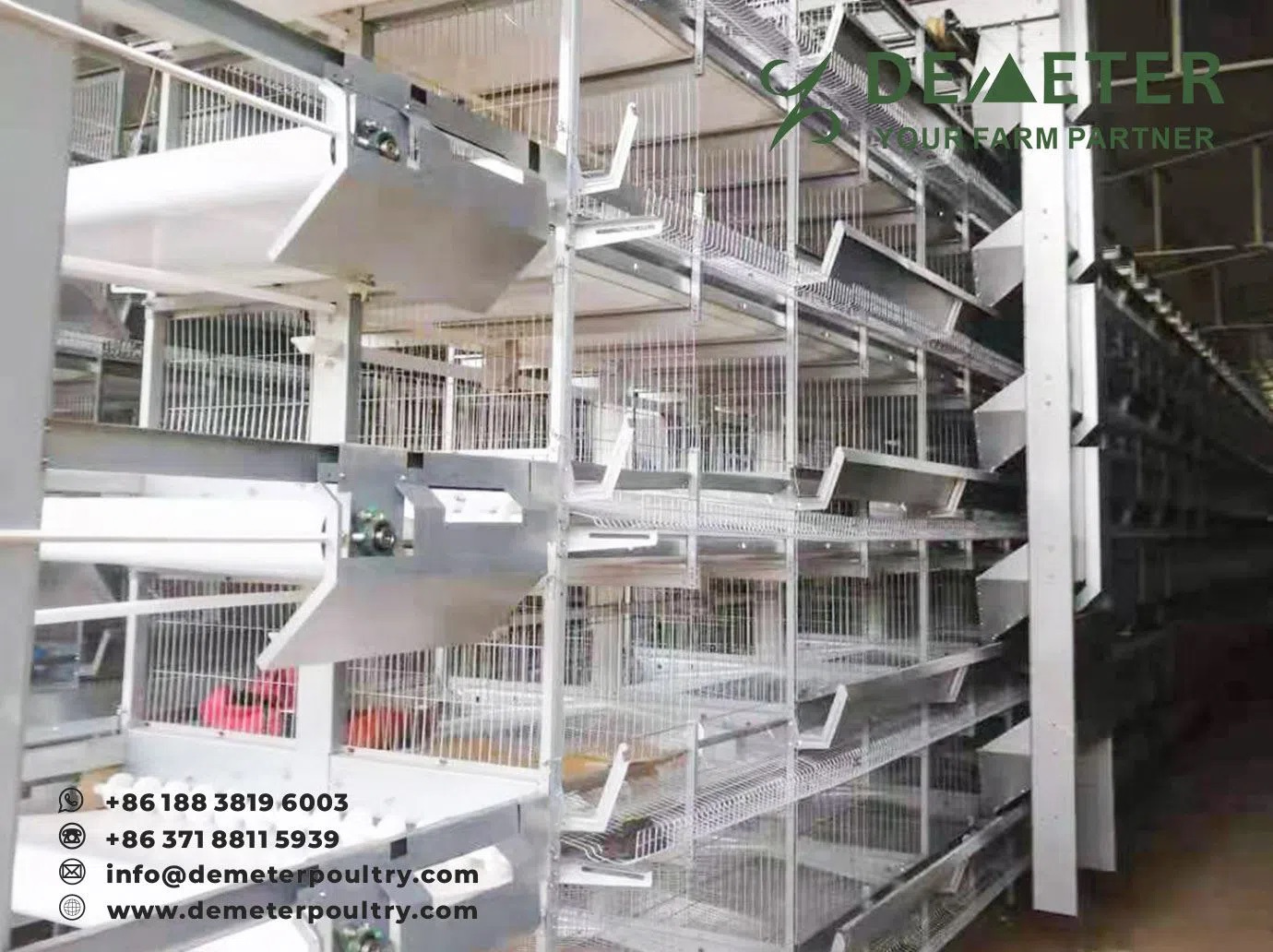 60,000PCS Layer Chicken Cage Project In Lahore Pakistan