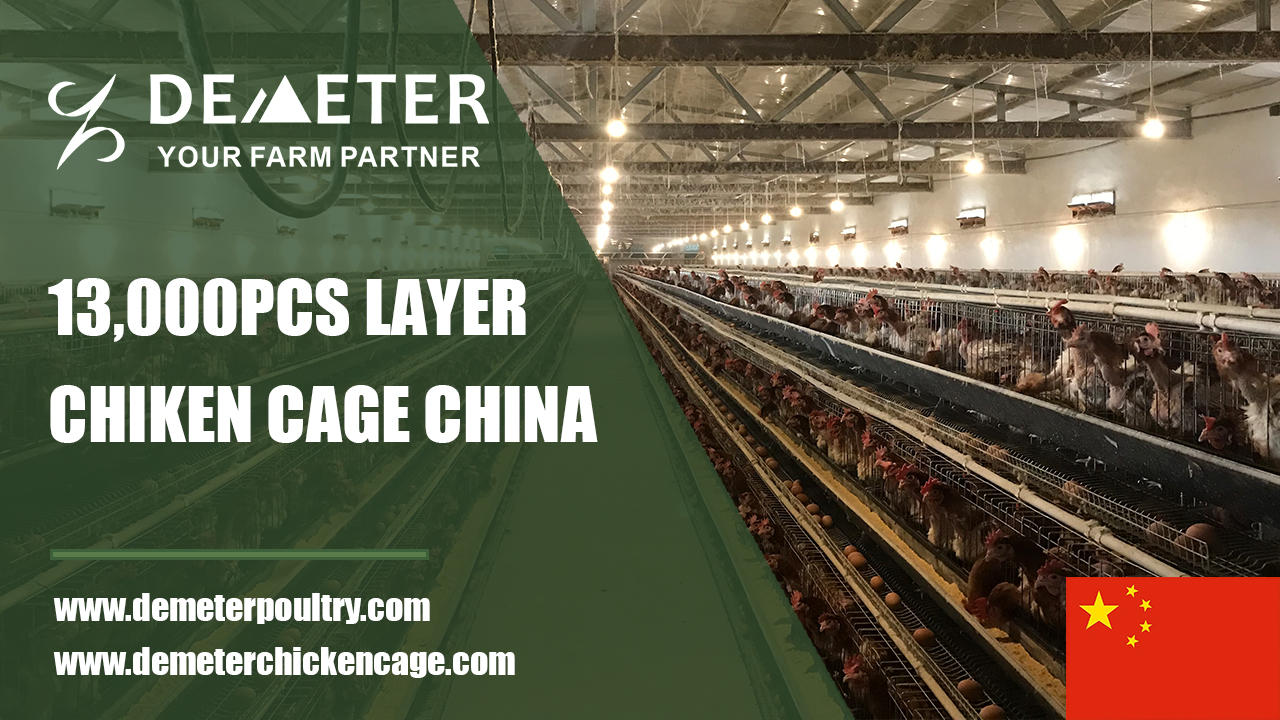 layer chicken cage china 12,000pcs