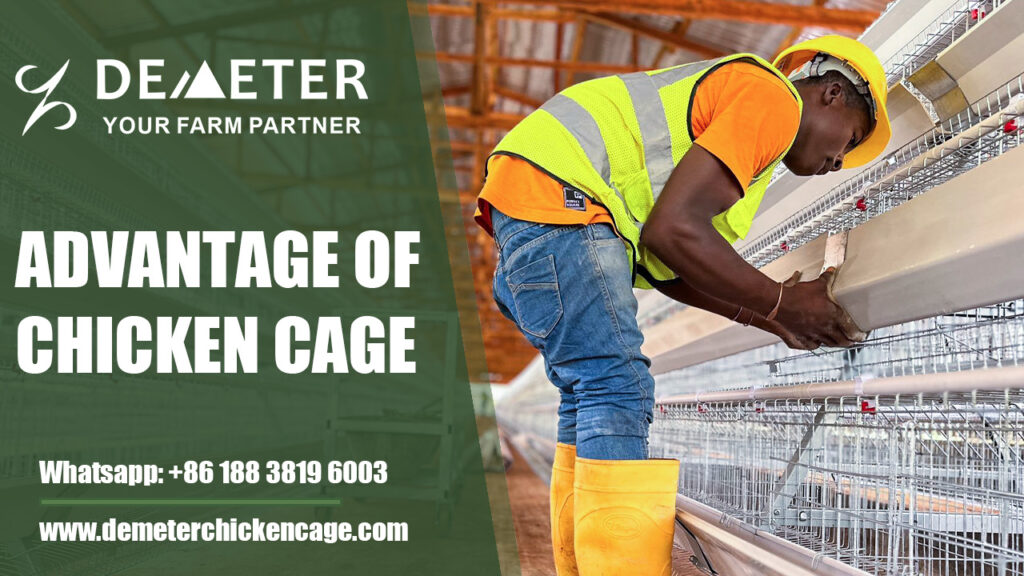 Advantage of Chicken Cage