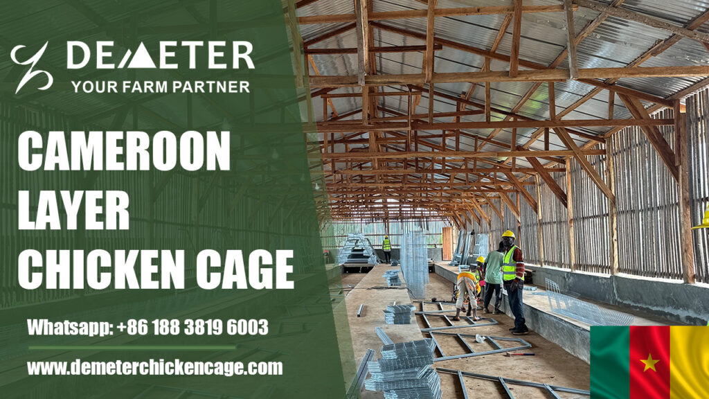 Chicken Cage Cameroon Poultry Cages Project A-Type 4-Tier Layer Battery Cage System for Cameroon Africa from China Factory
