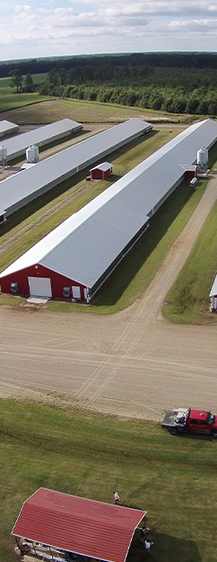 TURNKEY SOLUTION FOR POULTRY FARM WITH CHICKEN CAGE SYSTEM