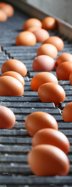 TURNKEY SOLUTION FOR POULTRY FARM WITH CHICKEN CAGE SYSTEM