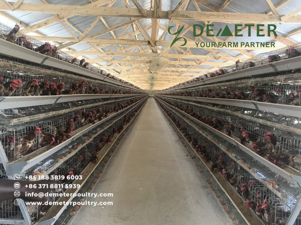 Chicken Cage Nigeria Poultry Farm Cages Automated Layer Chicken Cage for Sale in Nigeria