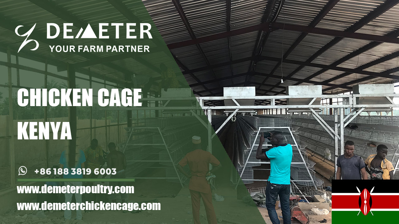 layer chicken battery cages for sale in Nairobi Kenya
