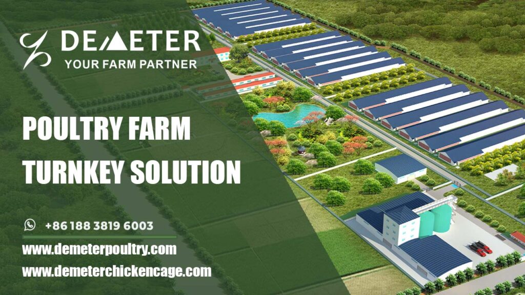 TURNKEY CHICKEN CAGE SOLUTION FOR POULTRY FARM, ONE STOP CHICKEN CAGE SUPPLIER