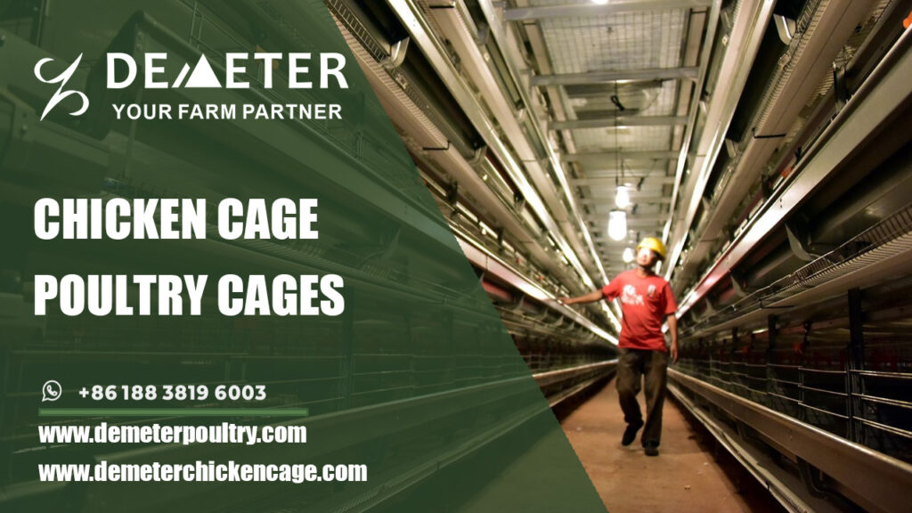 chicken cage, layer chicken cage, demeter africa chicken cage supplier, battery cage system, layer cage for sale in Africa