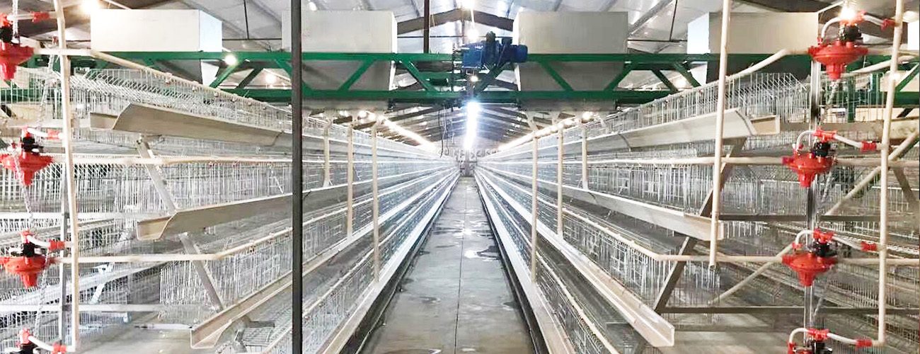 a type breeder chicken cage 1